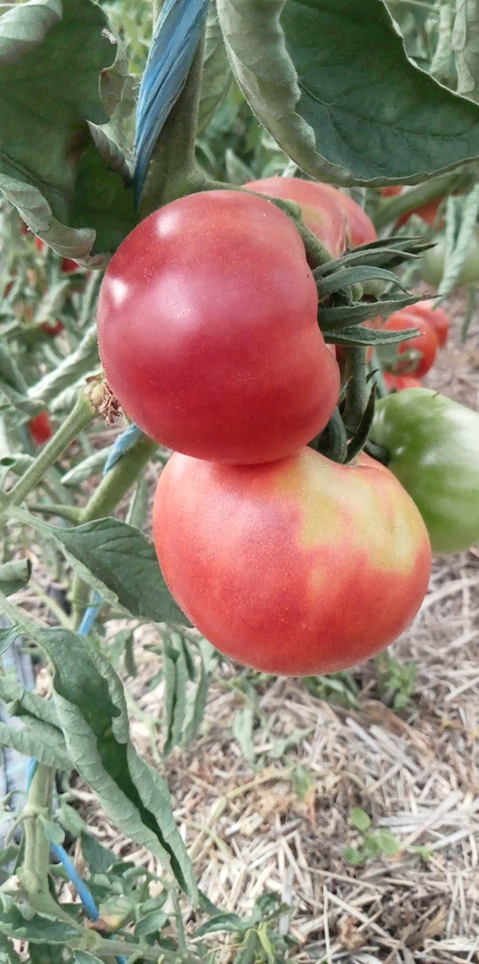 Tomate Ashley River