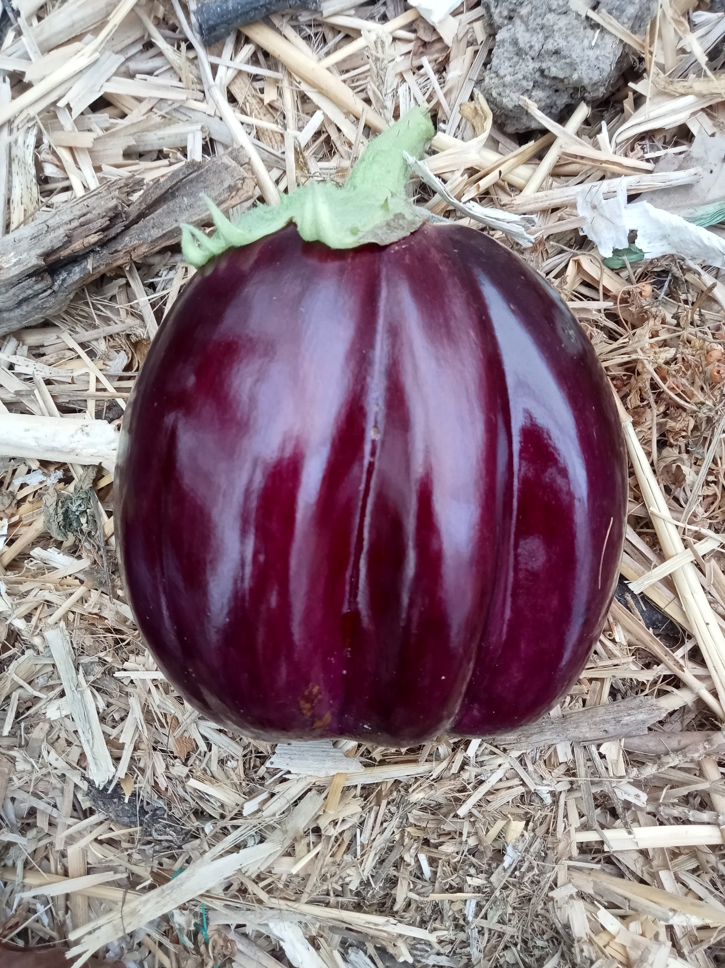 Aubergine Black Beauty