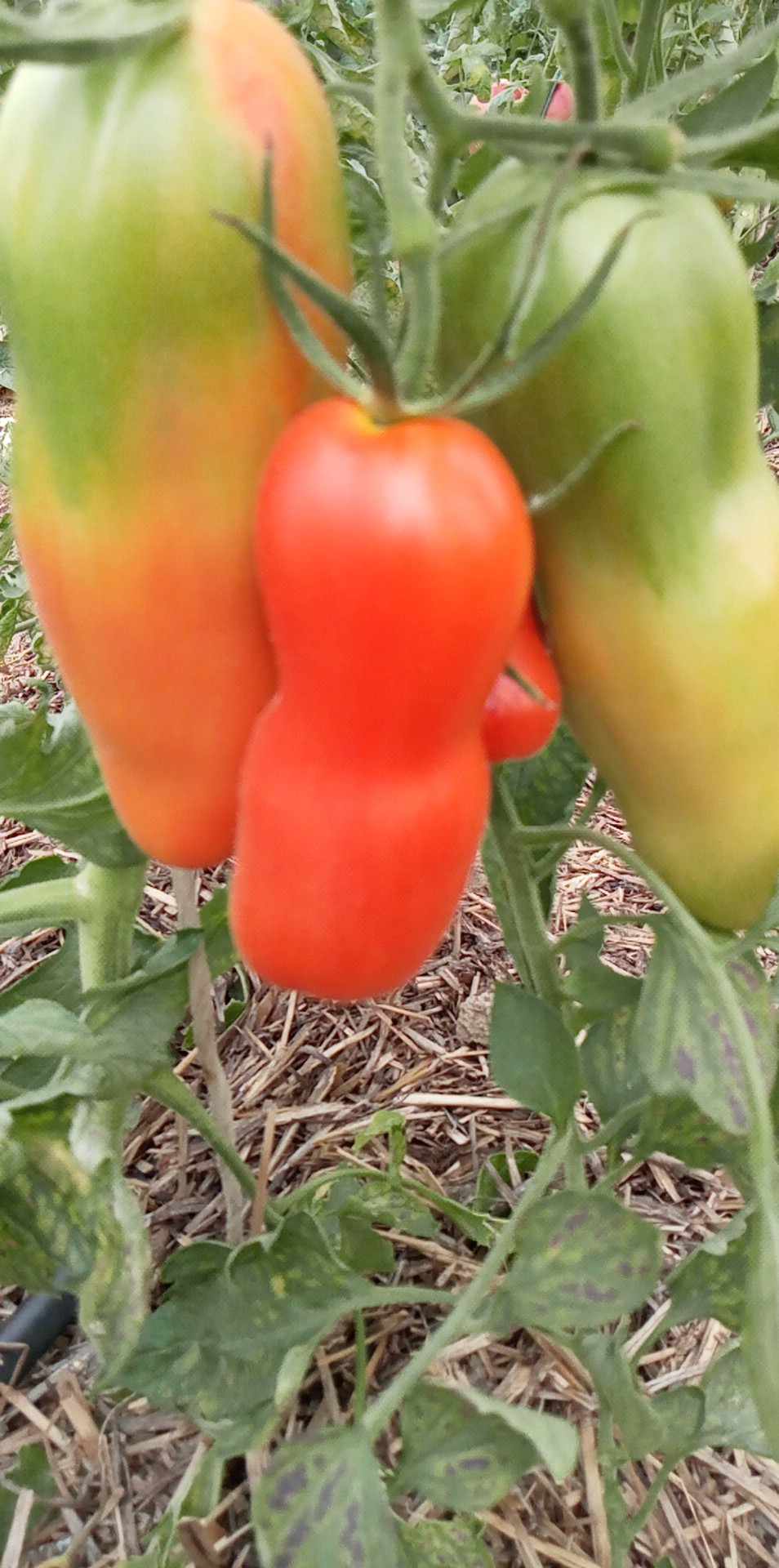 Tomate Auria