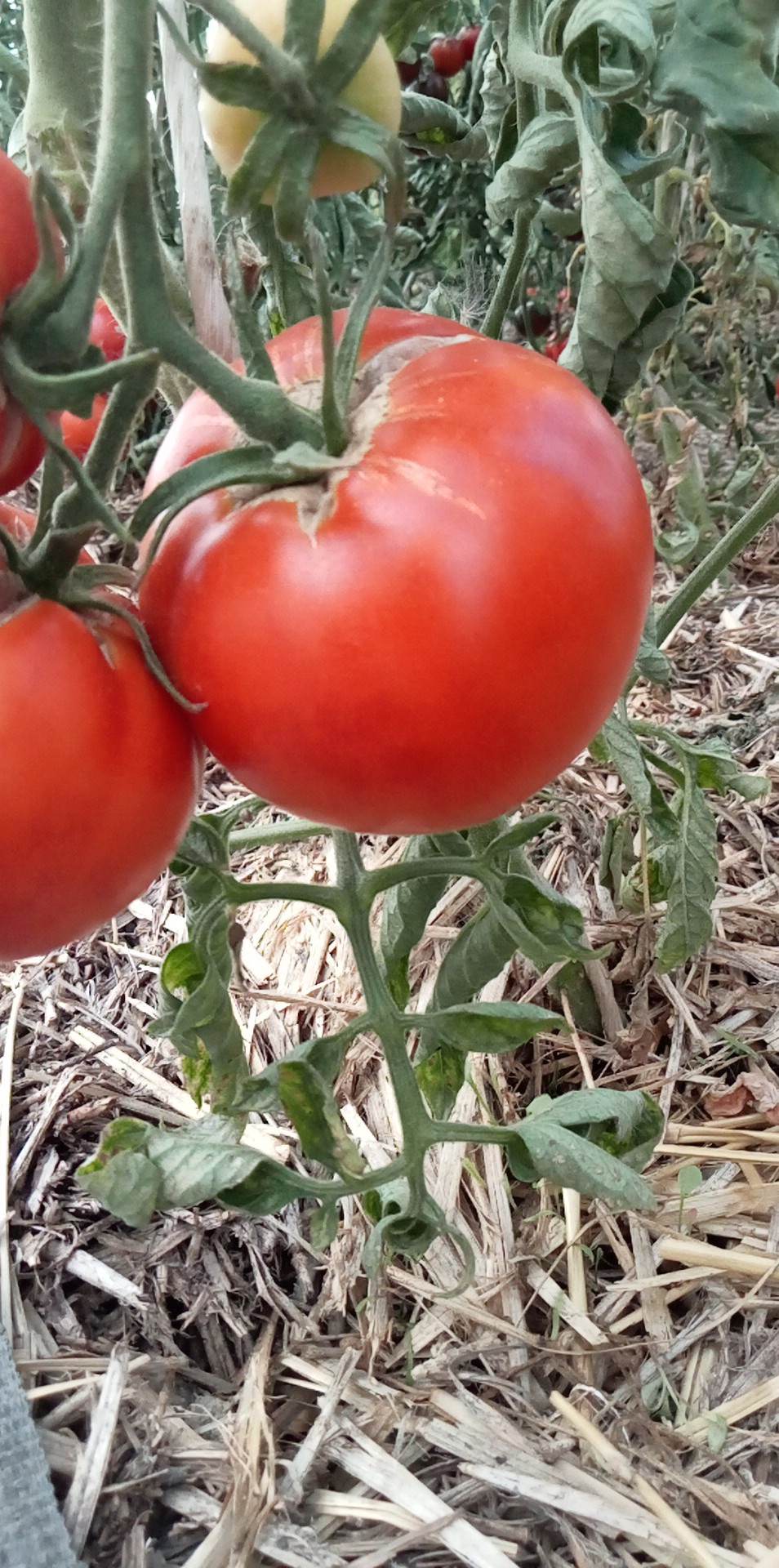 Tomate Belle Fille des Maraîchers