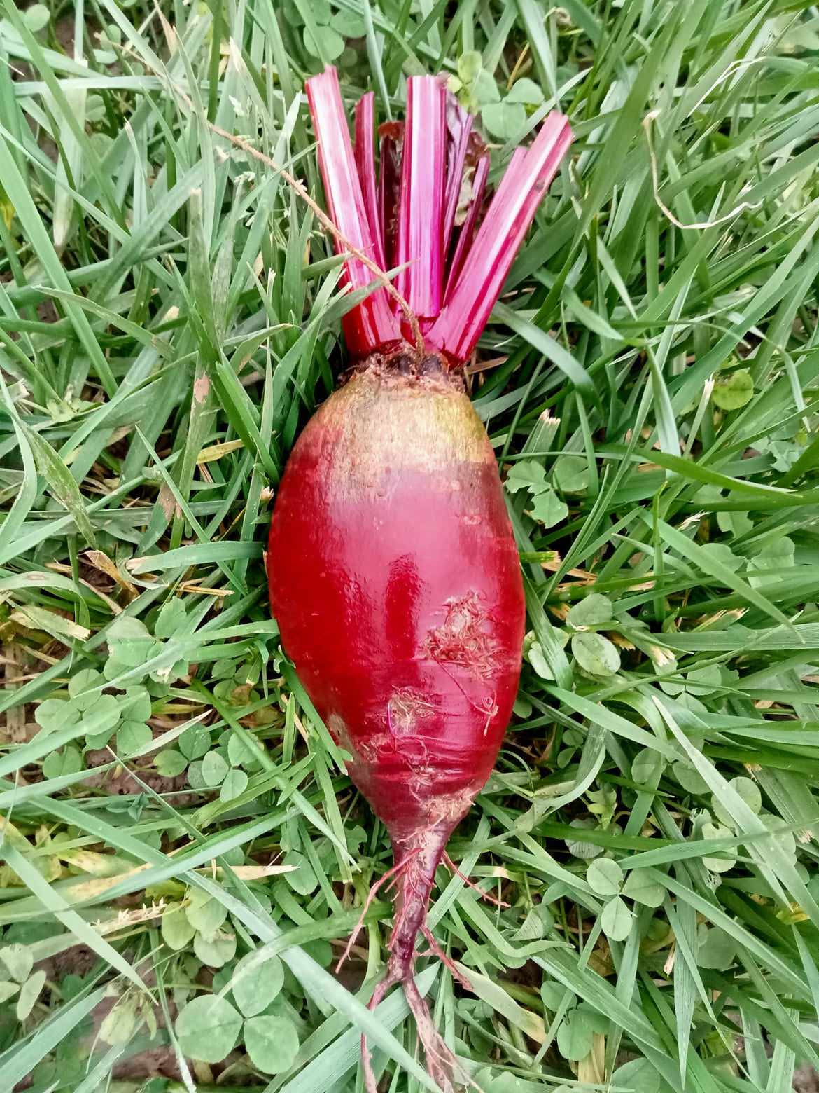 Betterave Covent Garden