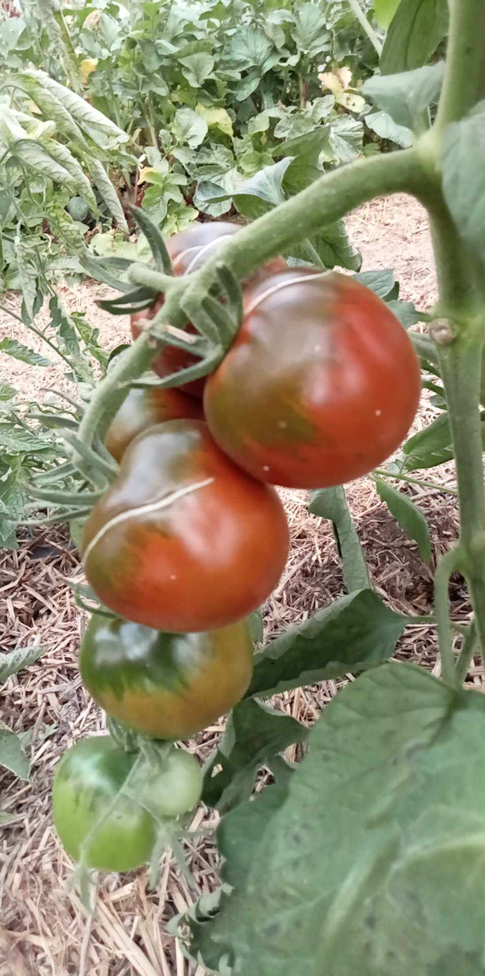 Tomate Black Ethiopian