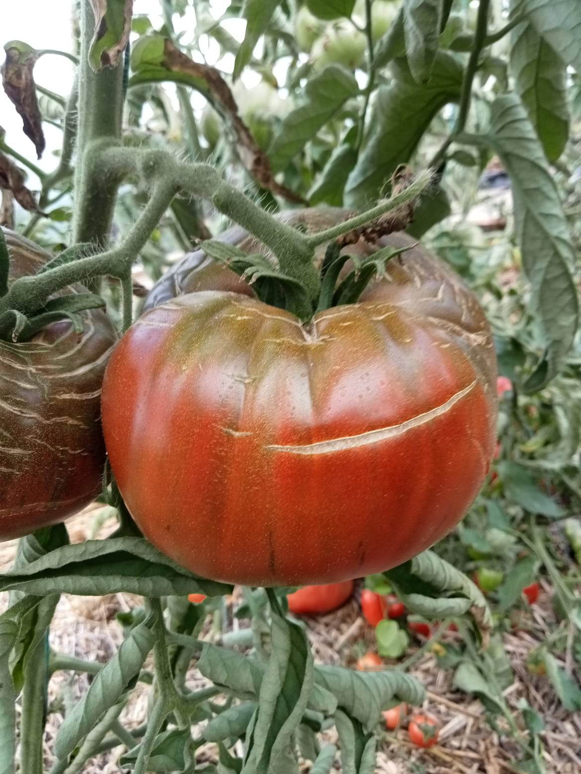 Tomate Black from tula