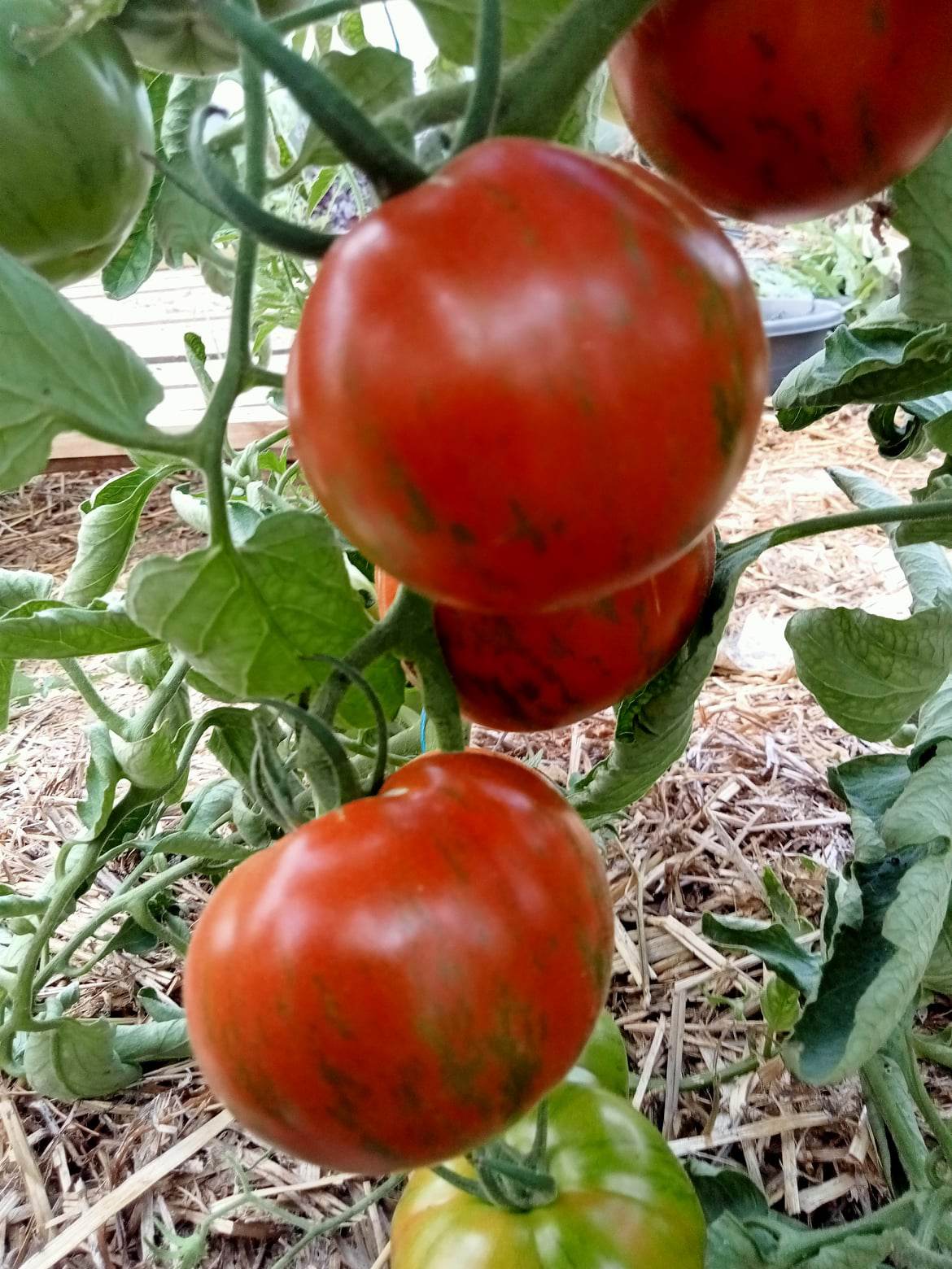 Tomate Black Zebra