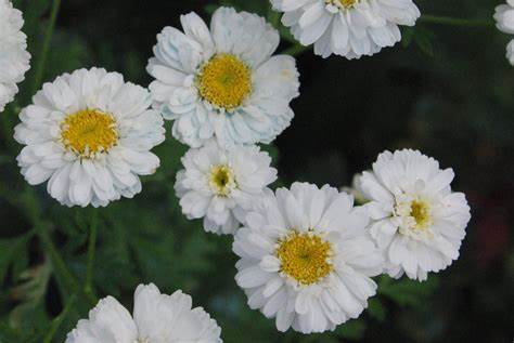 Grande camomille à fleurs double