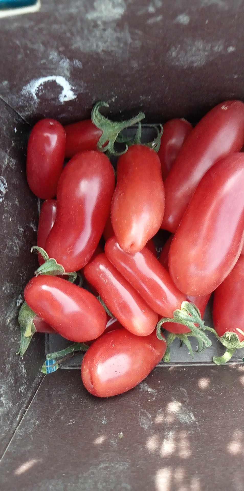Tomate Carnica