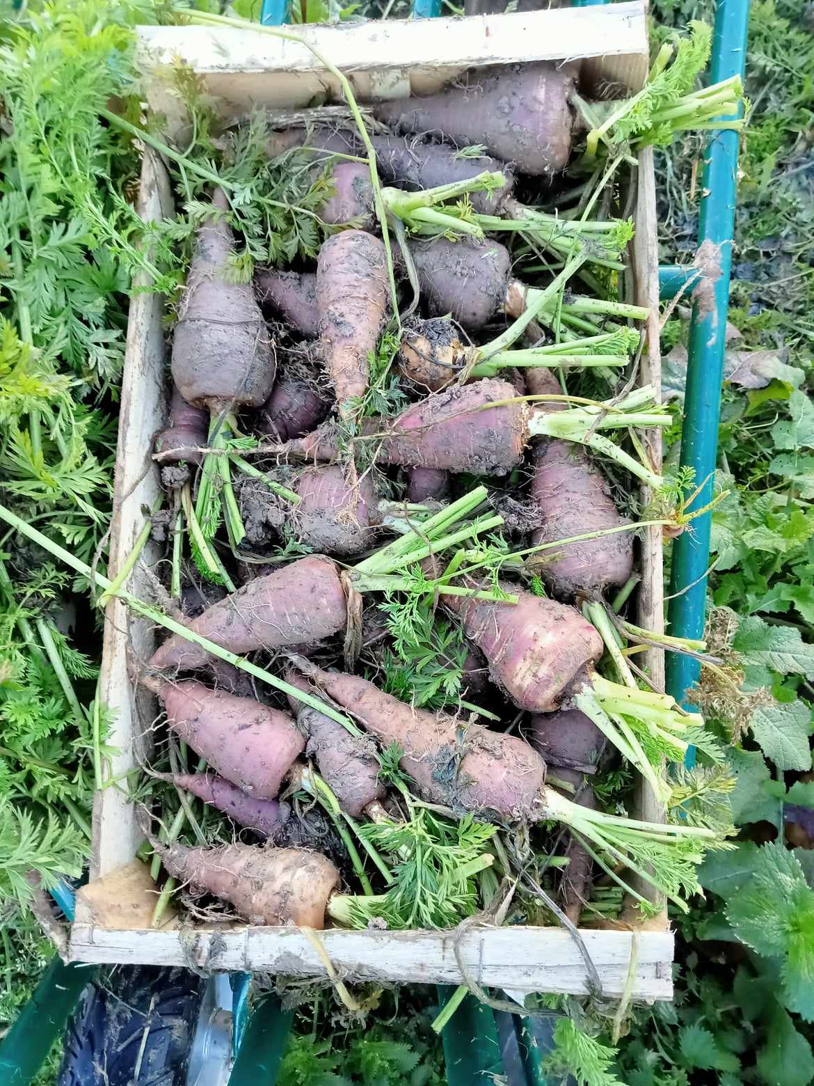 Carotte Violette Gniff