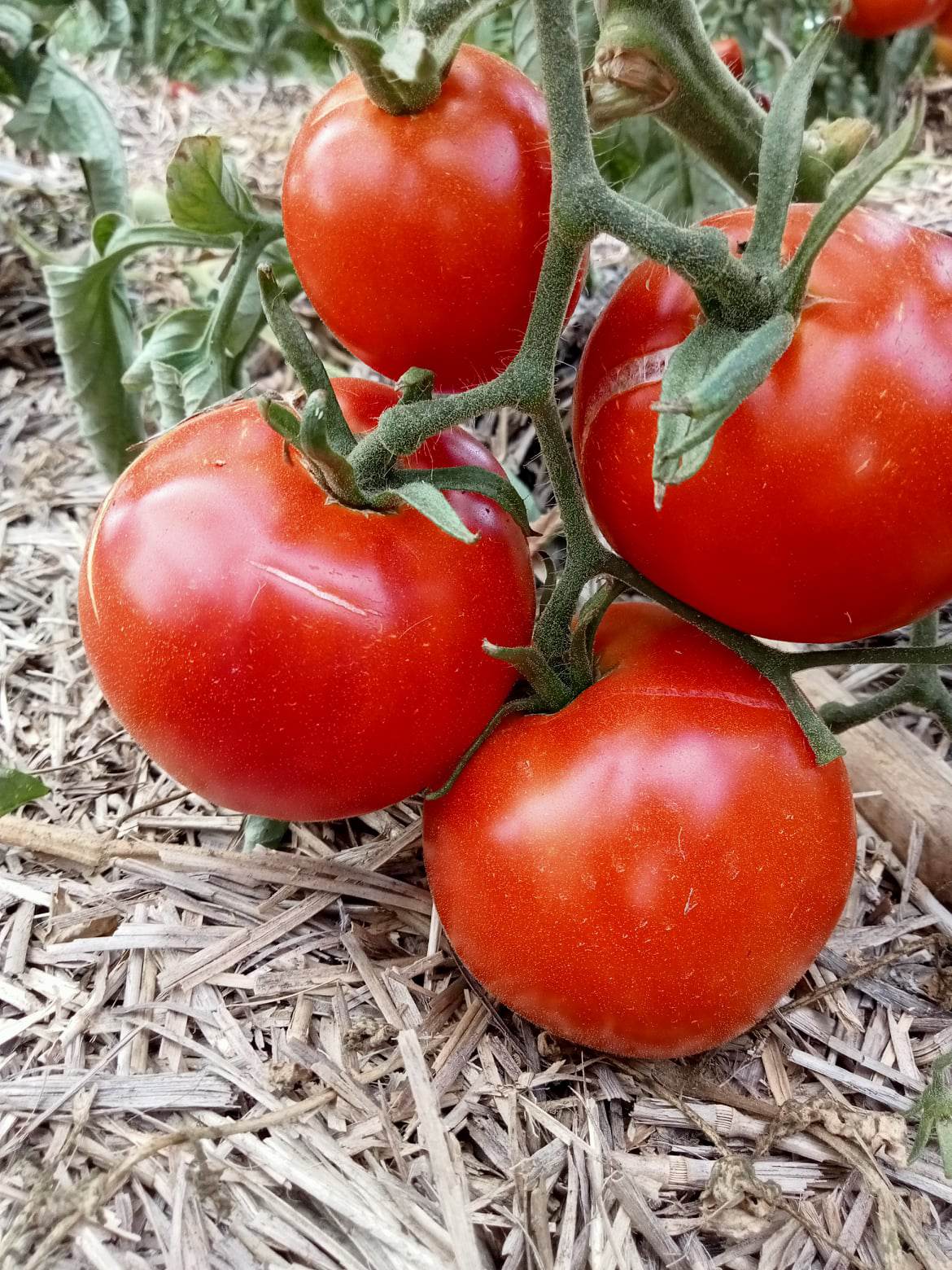 Tomate Casaque Rouge