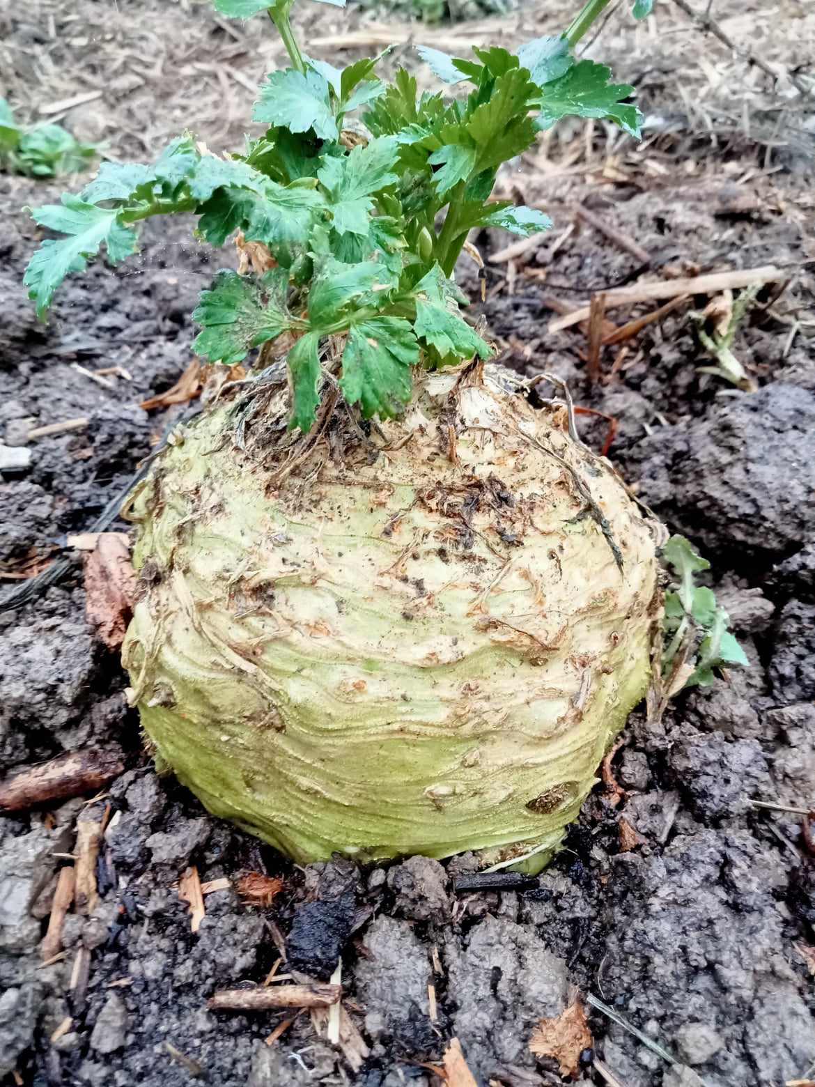 Céleri Rave Monarch