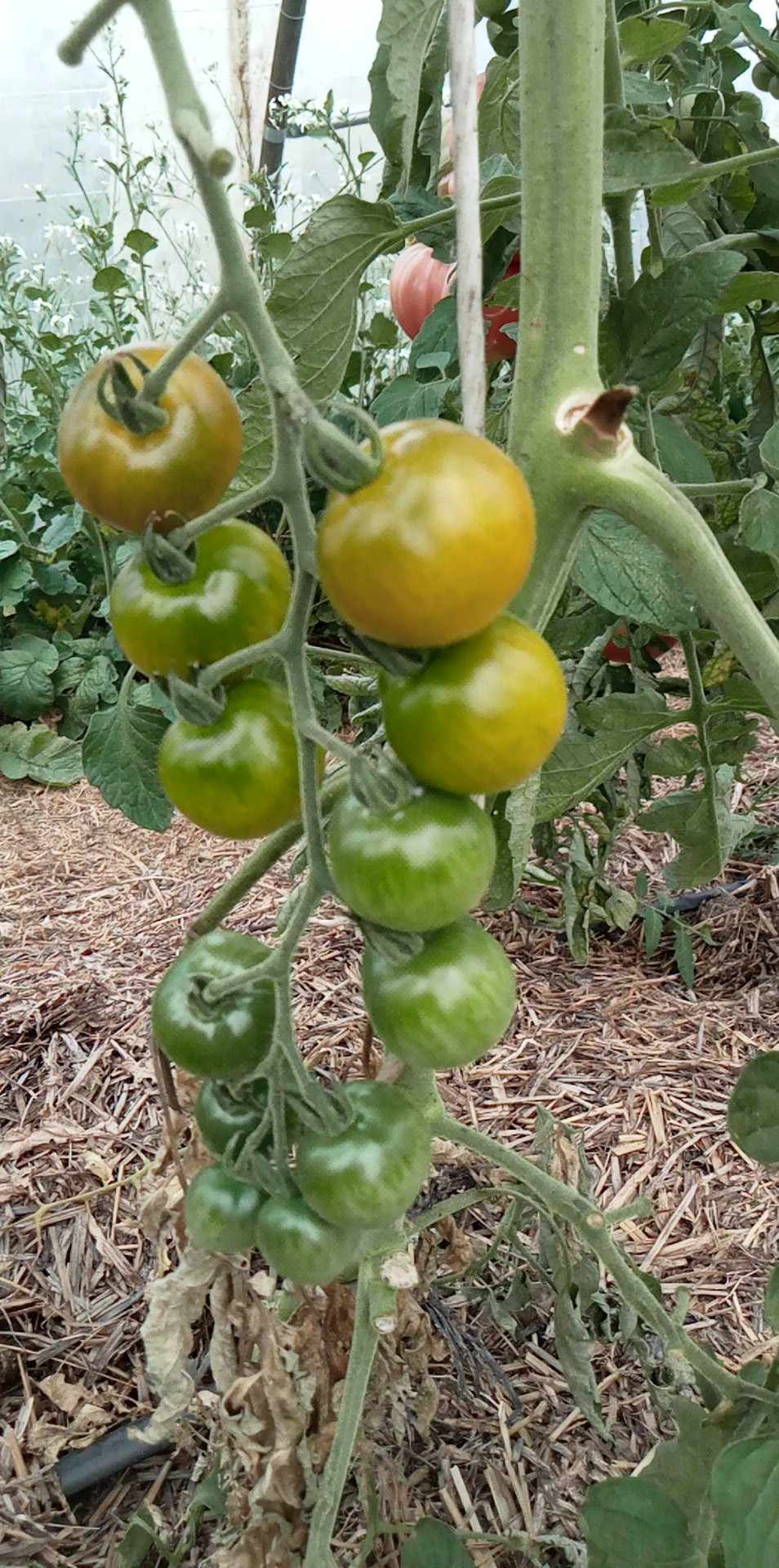 Tomate Cerise Totochka