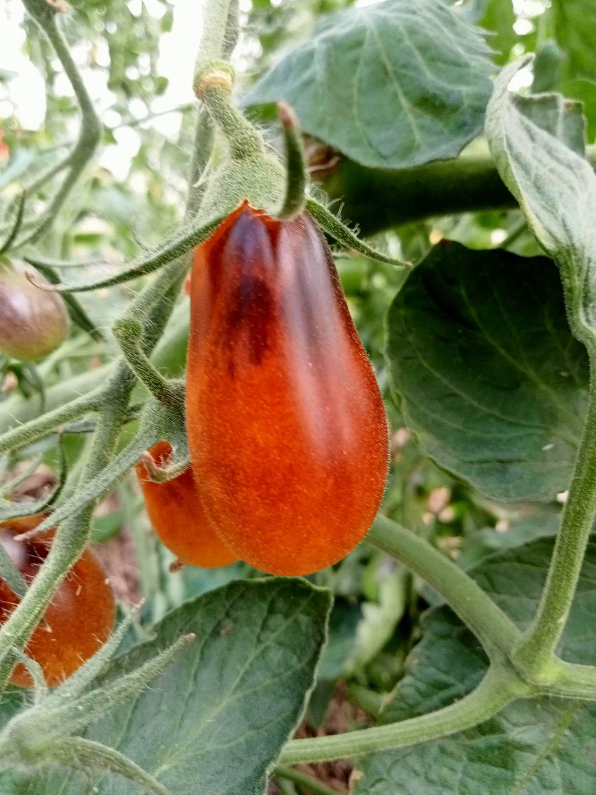 Tomate Cerise Indigo Pear Drop