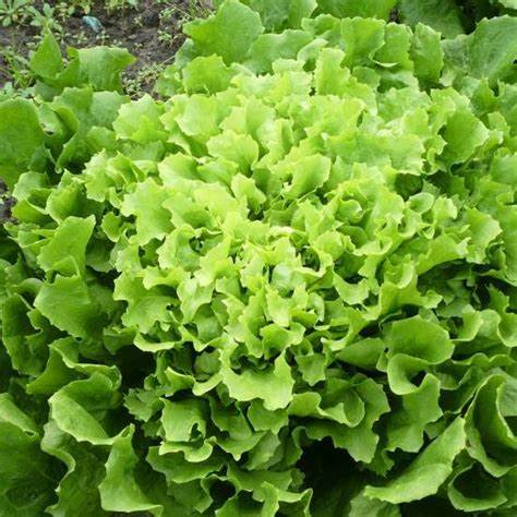 Chicorée Scarole Géante Maraîchère