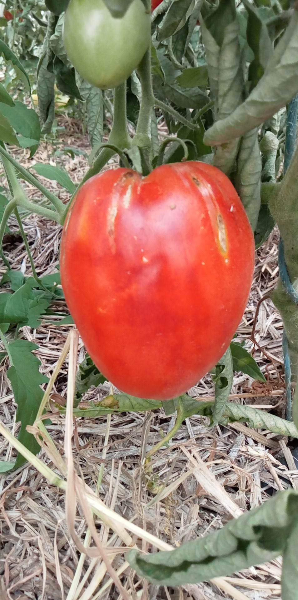 Tomate Coeur Fondant