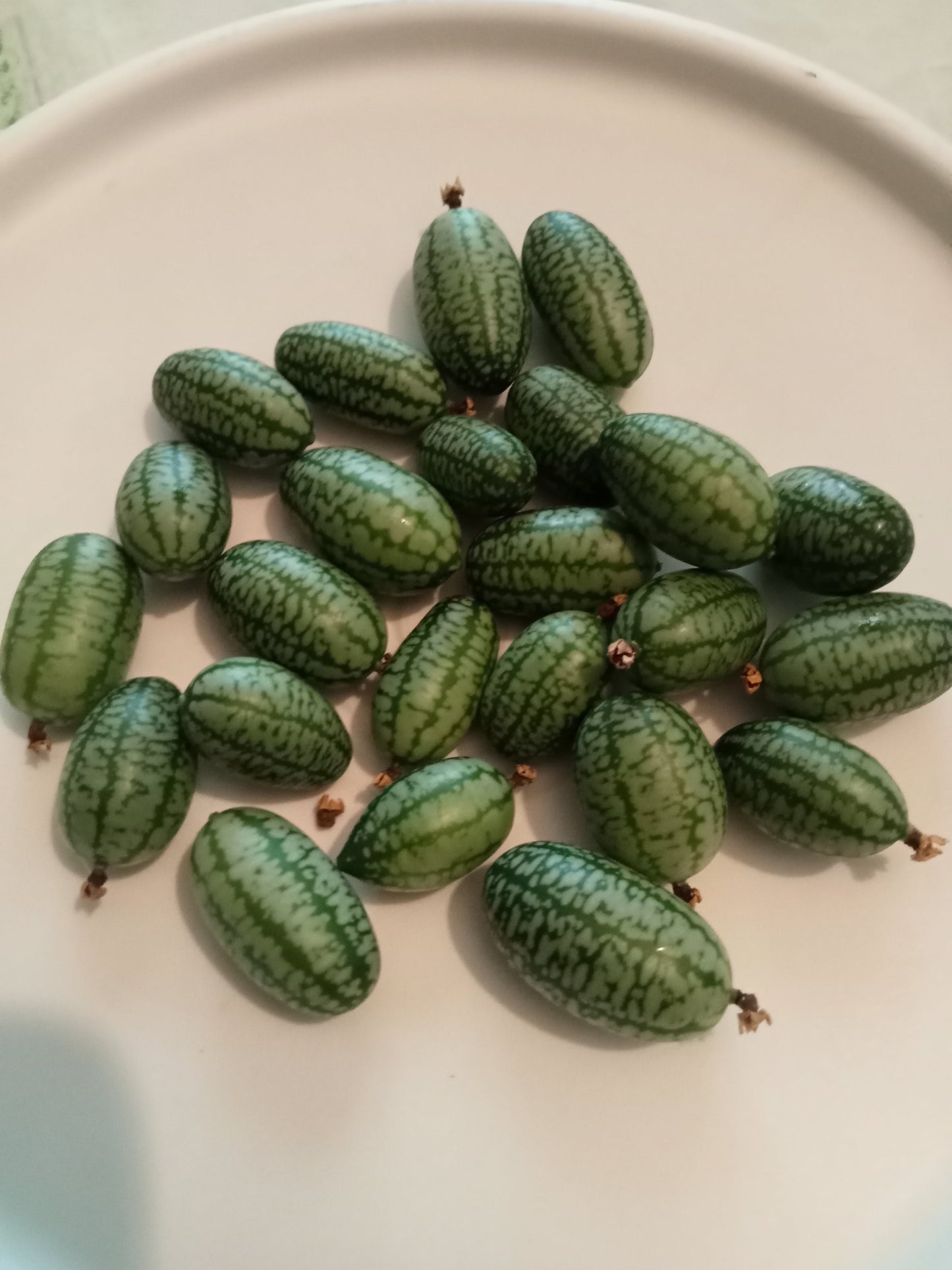 Concombre Cocktail Zehneria Scabra