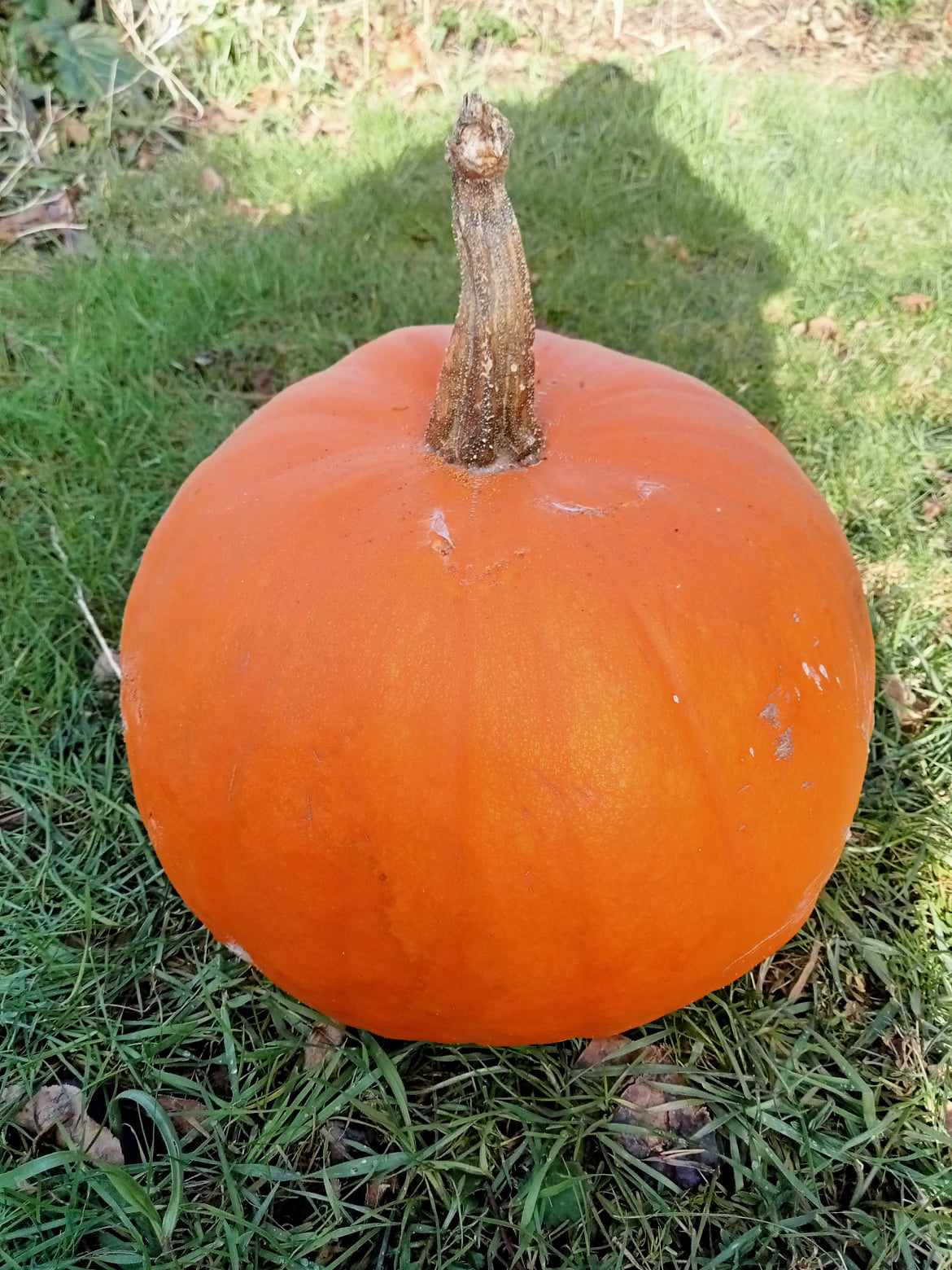 Courge Jack O Lantern