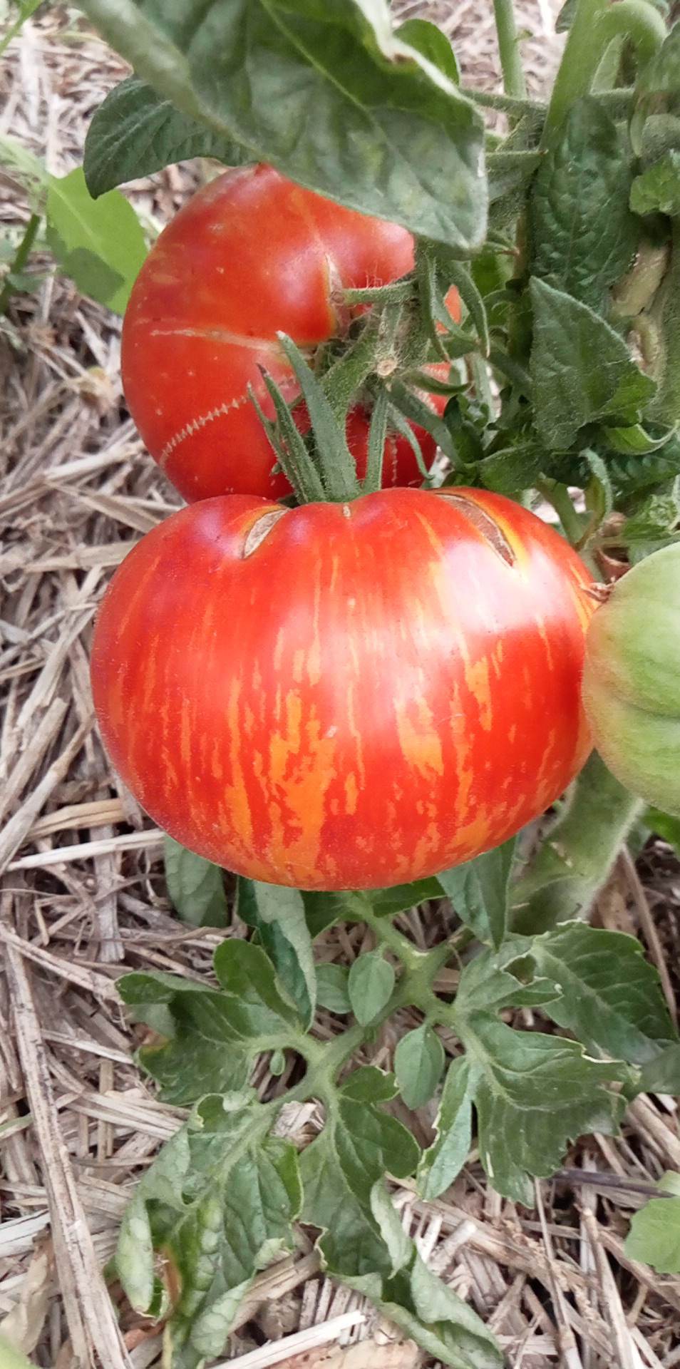 Tomate Dwarf Beauty King