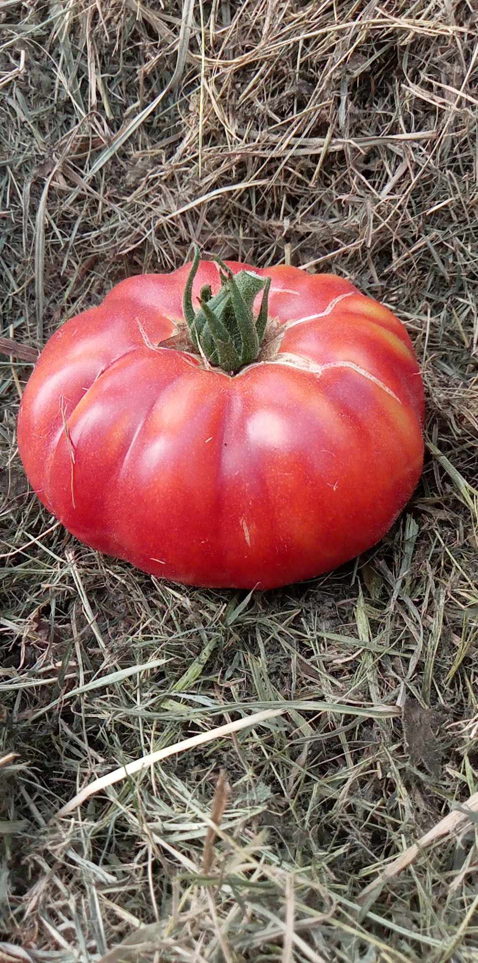 tomate Georgia Streack