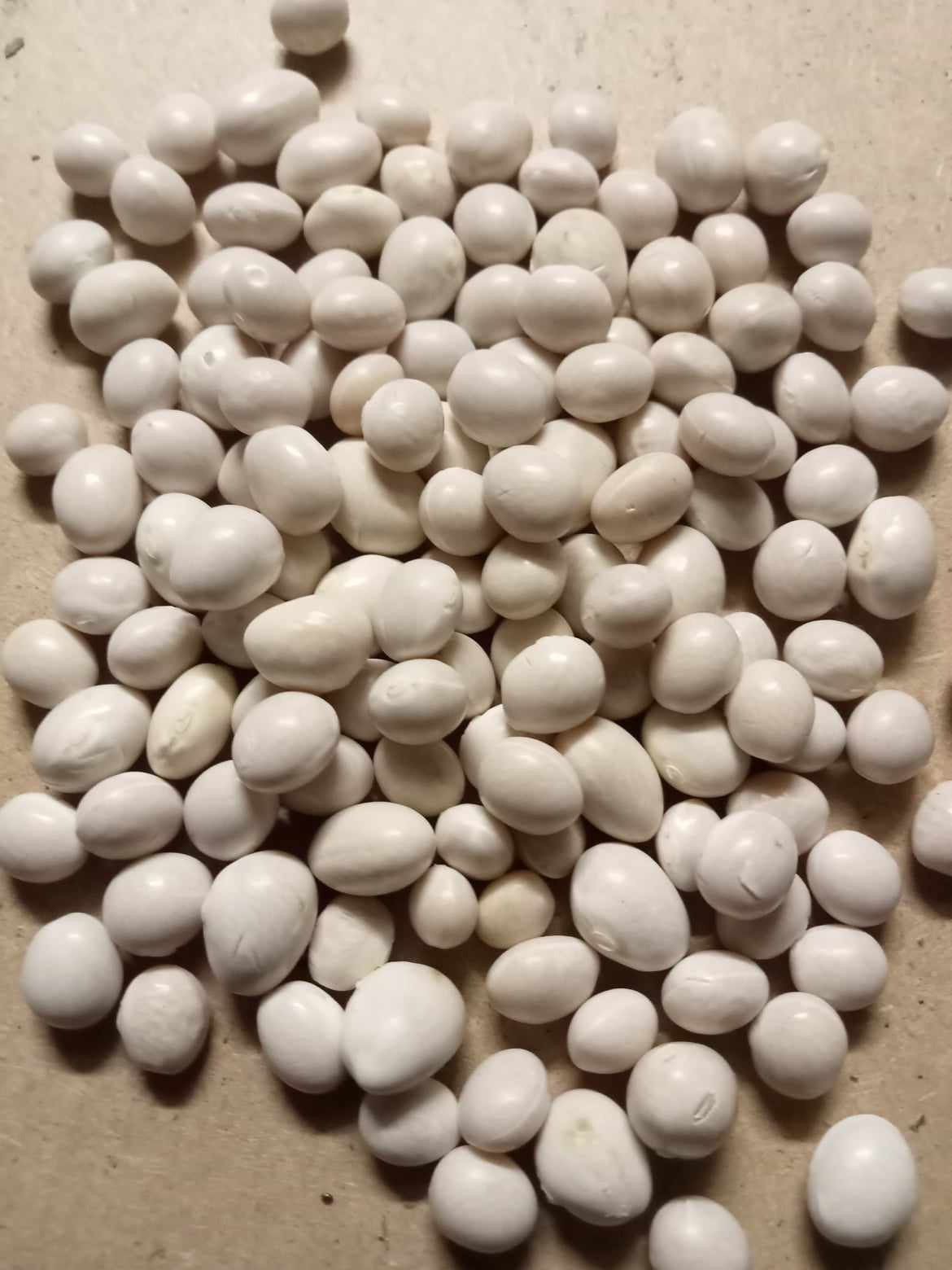 Haricot à rames à écosser Coco Gros Sophie