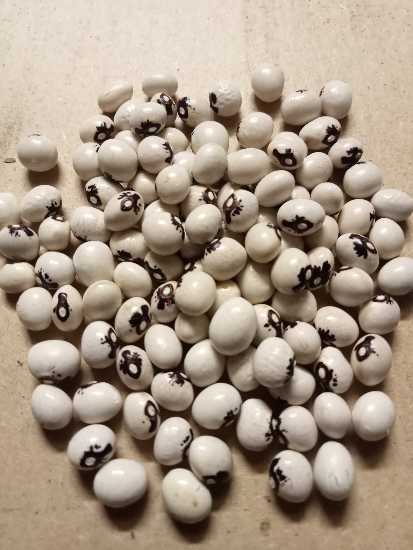 Haricot à rames à écosser du Saint-Sacrement