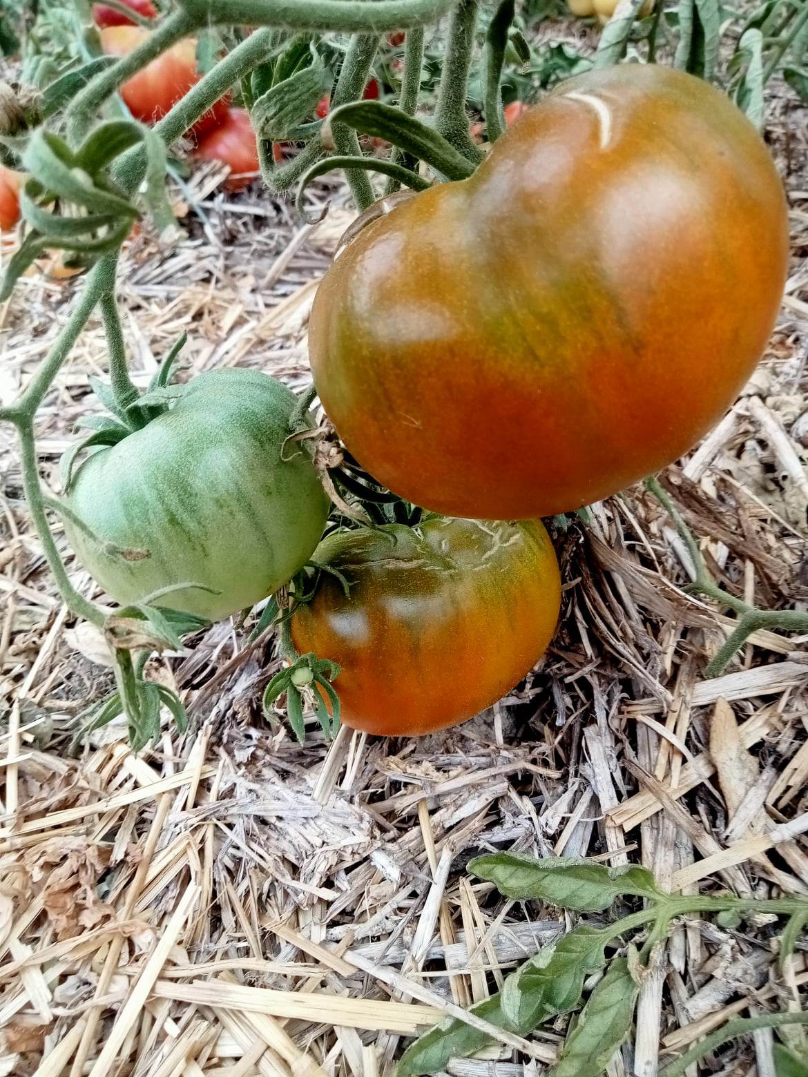 Tomate Ispolin