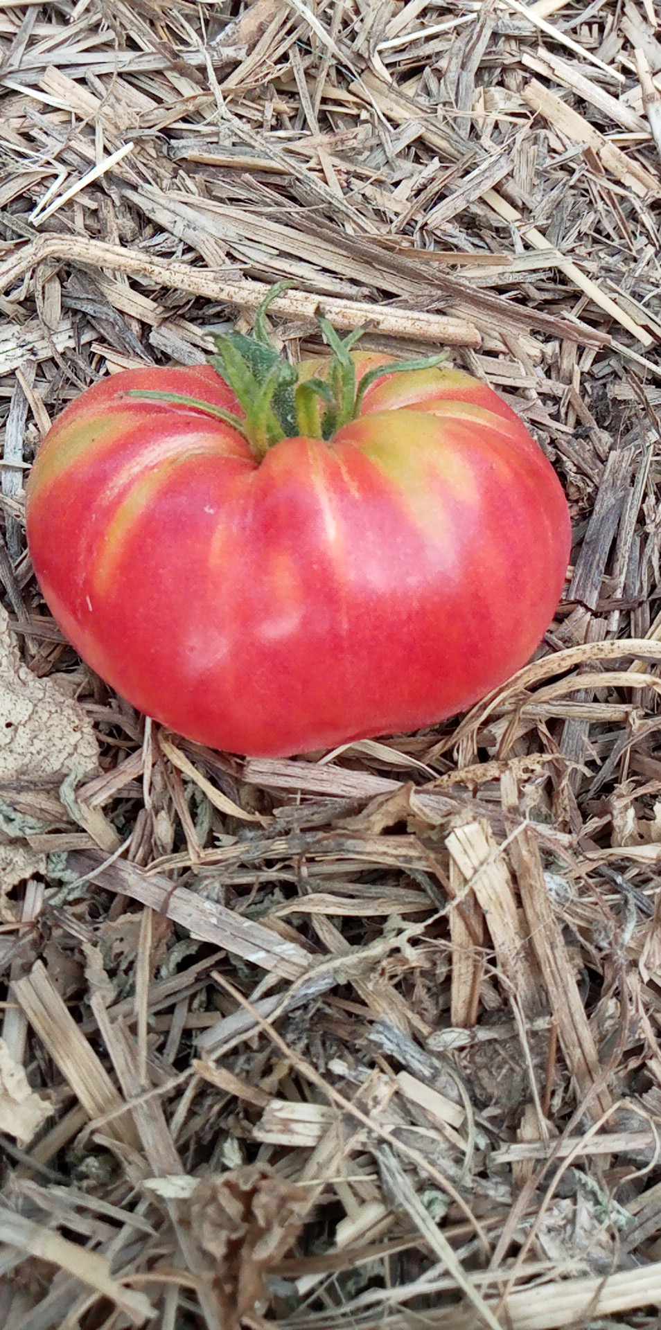 Tomate Leningradski Giant