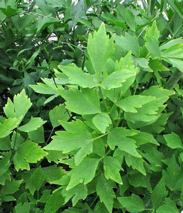 Livèche (ou Ache des Montagnes)