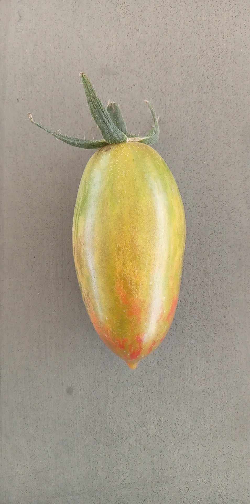 Tomate Lucky Tiger