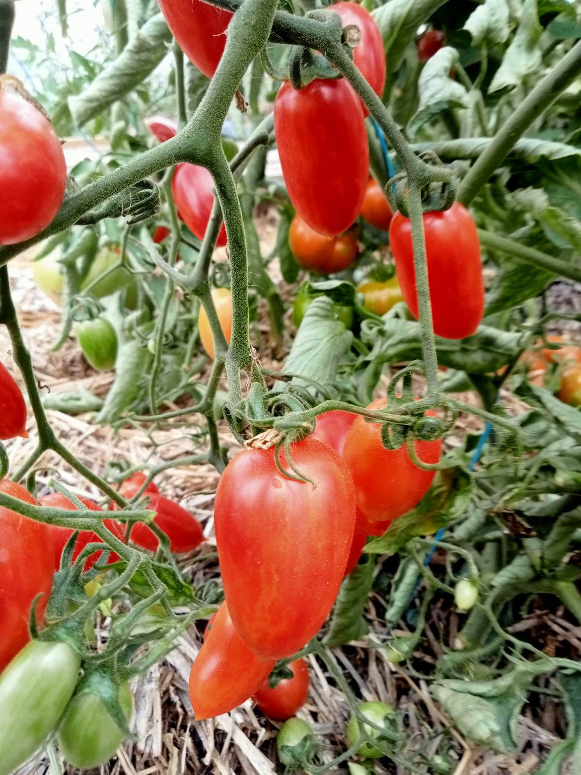 Tomate Cerise Maglia Rossa
