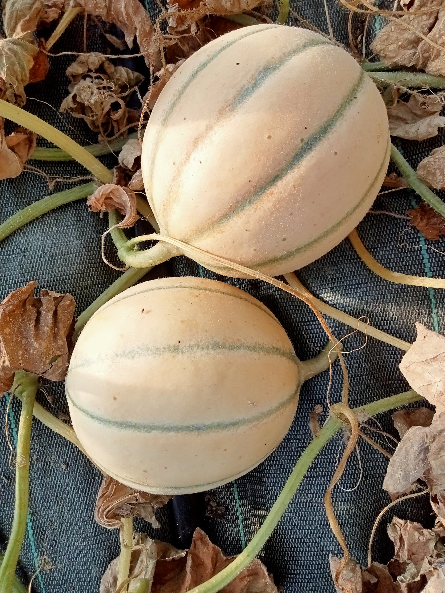 Melon charentais