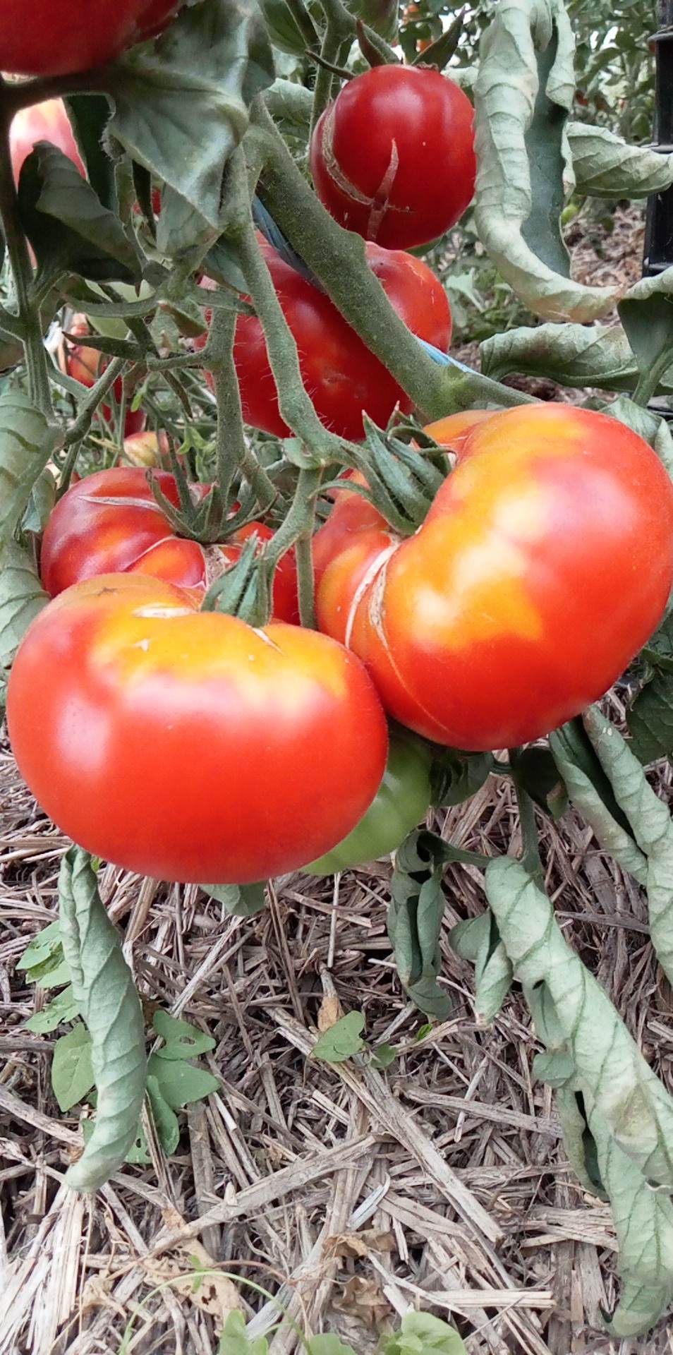 Tomate Normandia