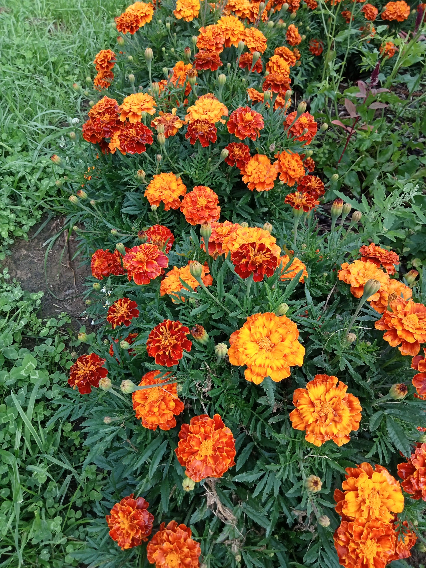 Oeillet d'Inde Rouge