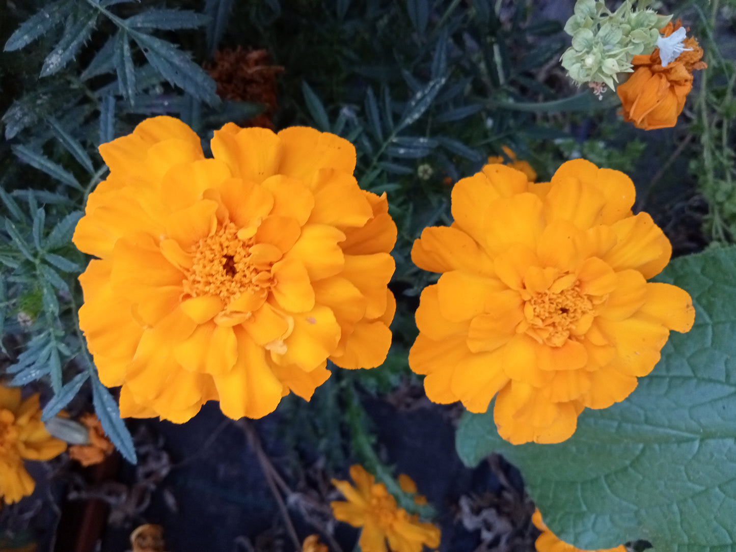 Oeillet d'Inde Jaune