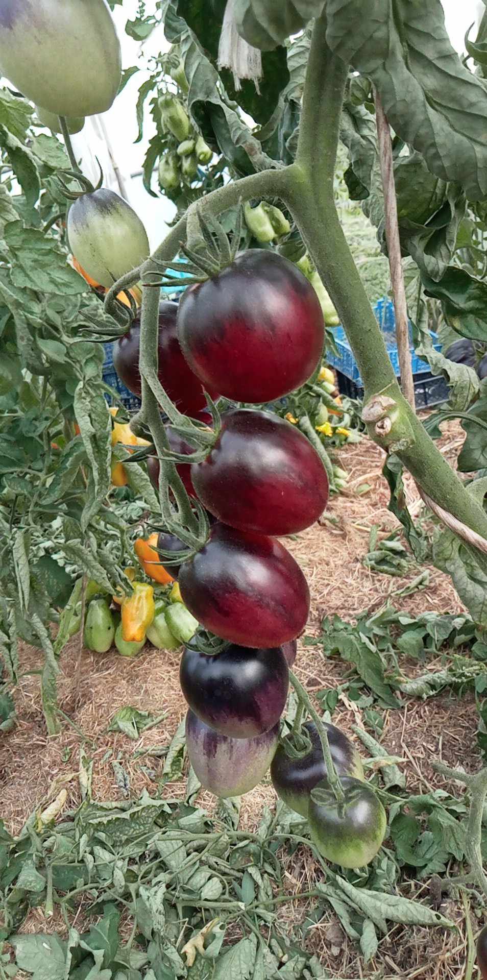 Tomate Painted Pink