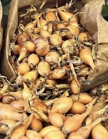 Bulbilles Oignons Sturon