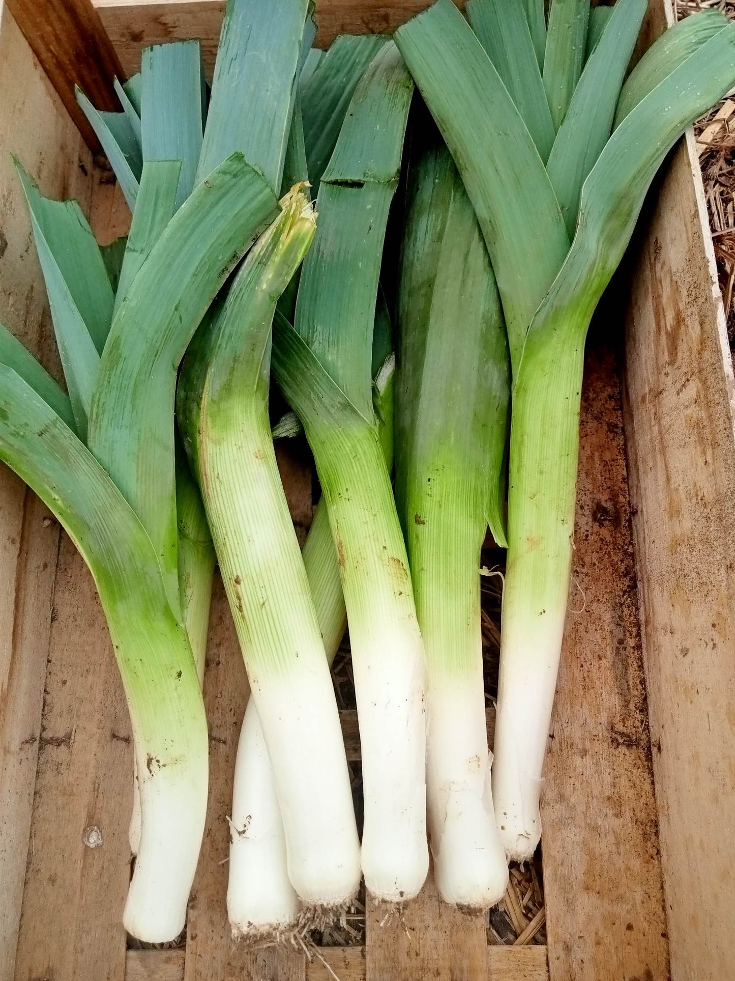 Poireau Monstrueux de Carentan