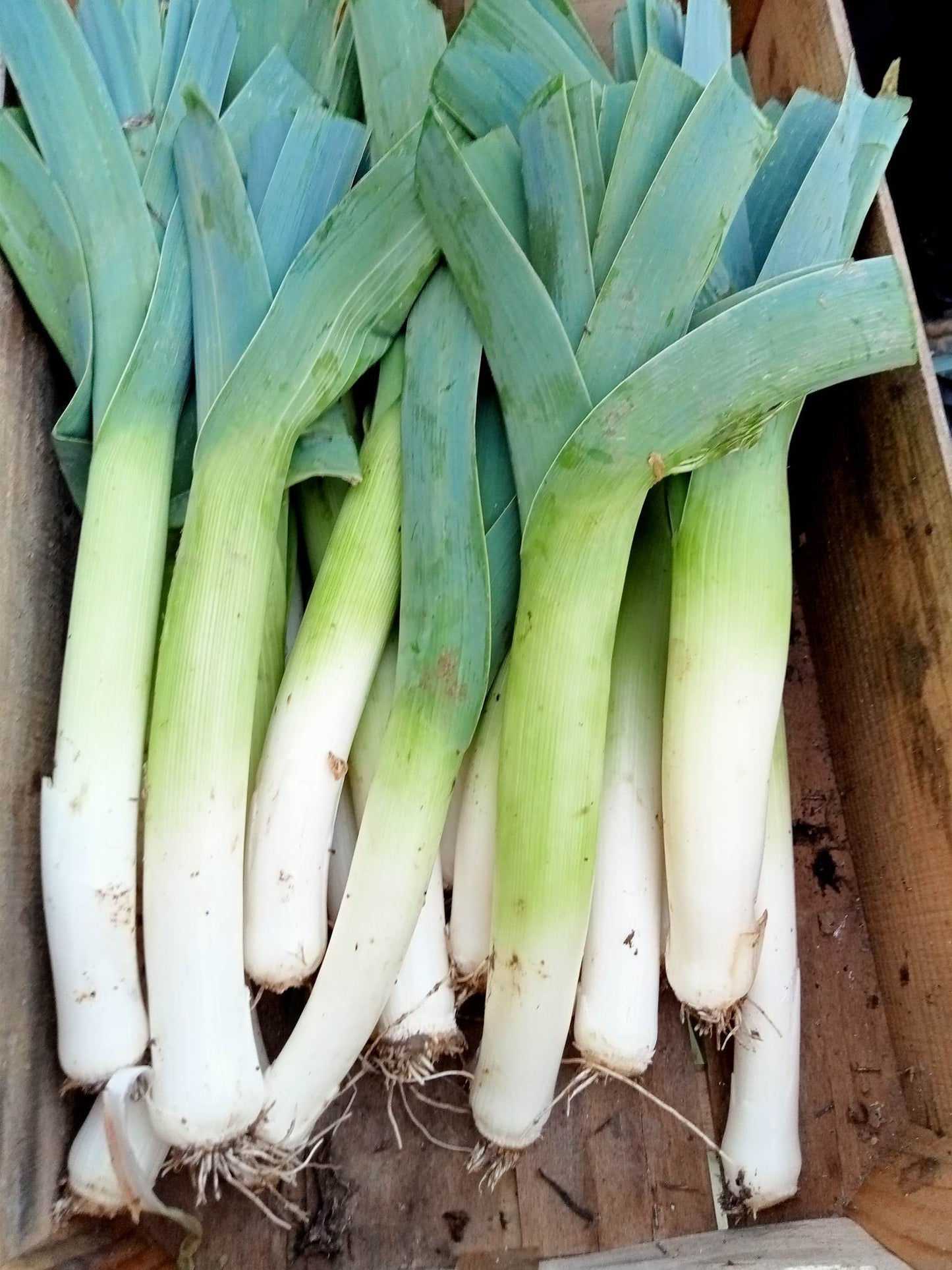 Poireaux Géant d'Hiver