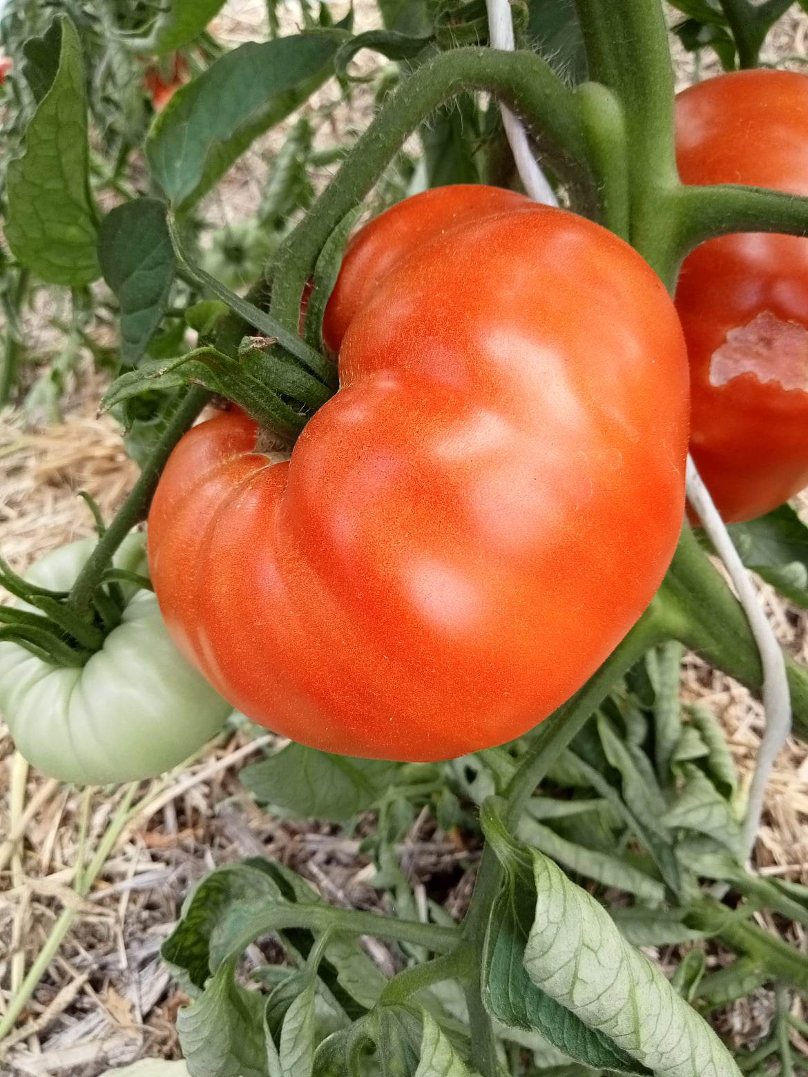 Tomate Potimar