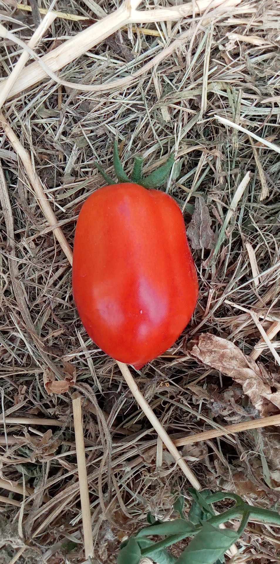 Tomate Roi Humbert