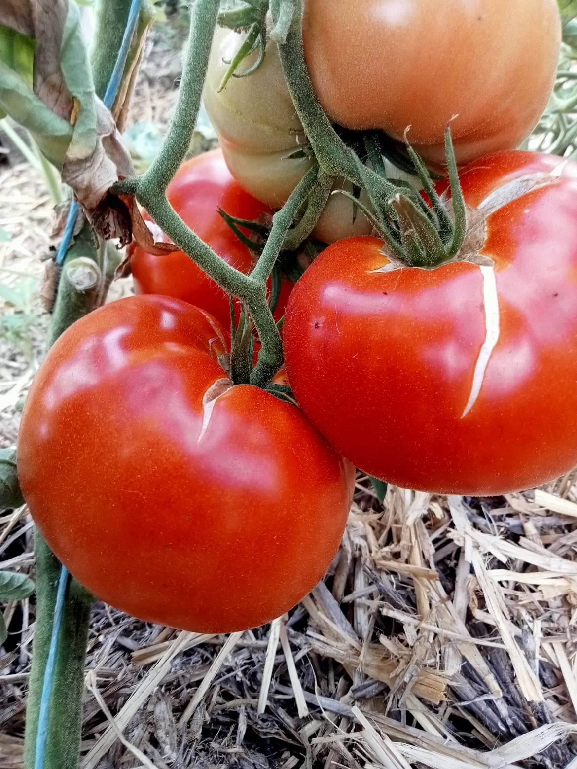 Tomate Supersteack