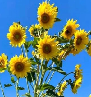 Tournesol Multifleurs