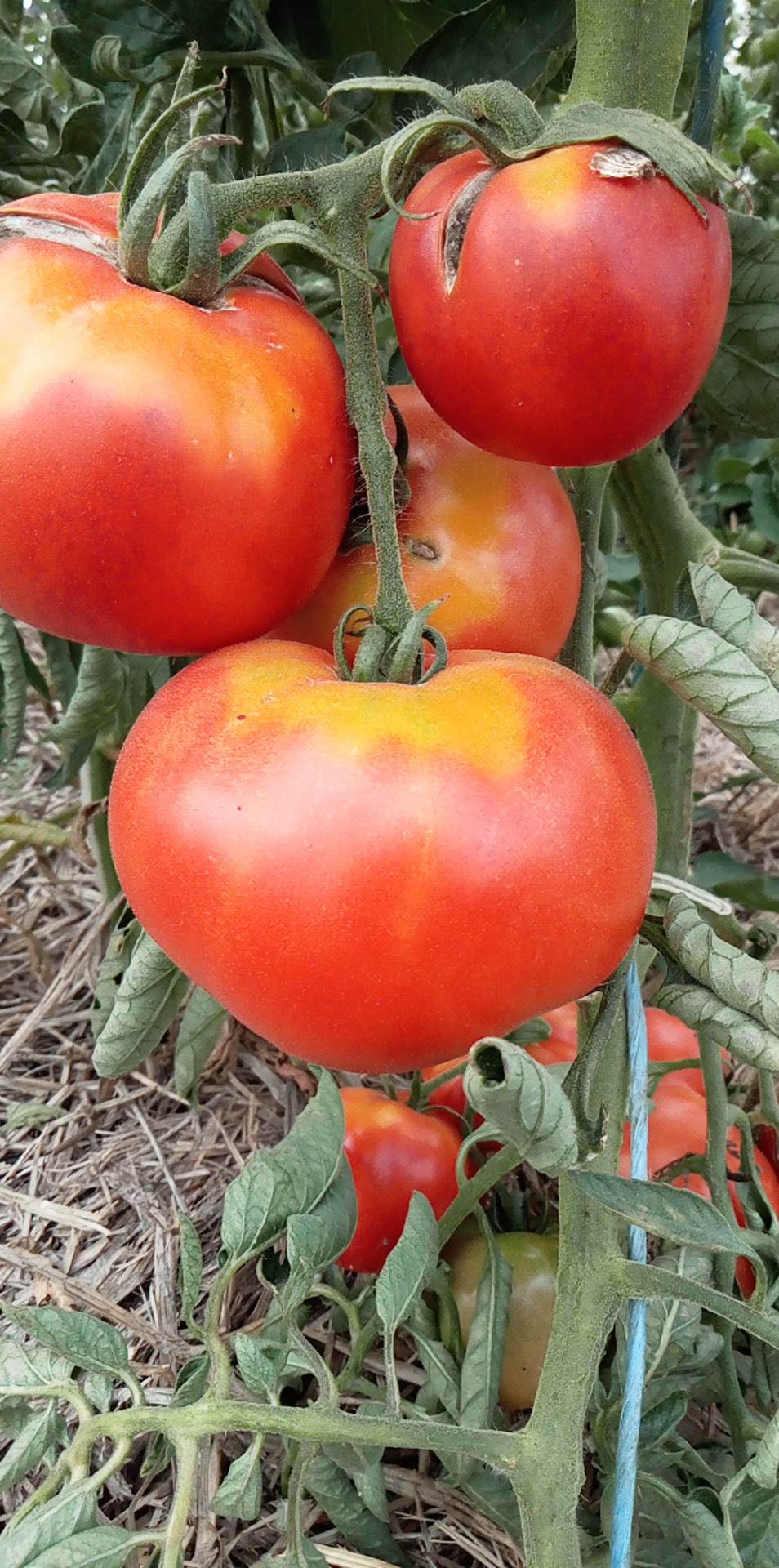 Tomate Tres Cantos