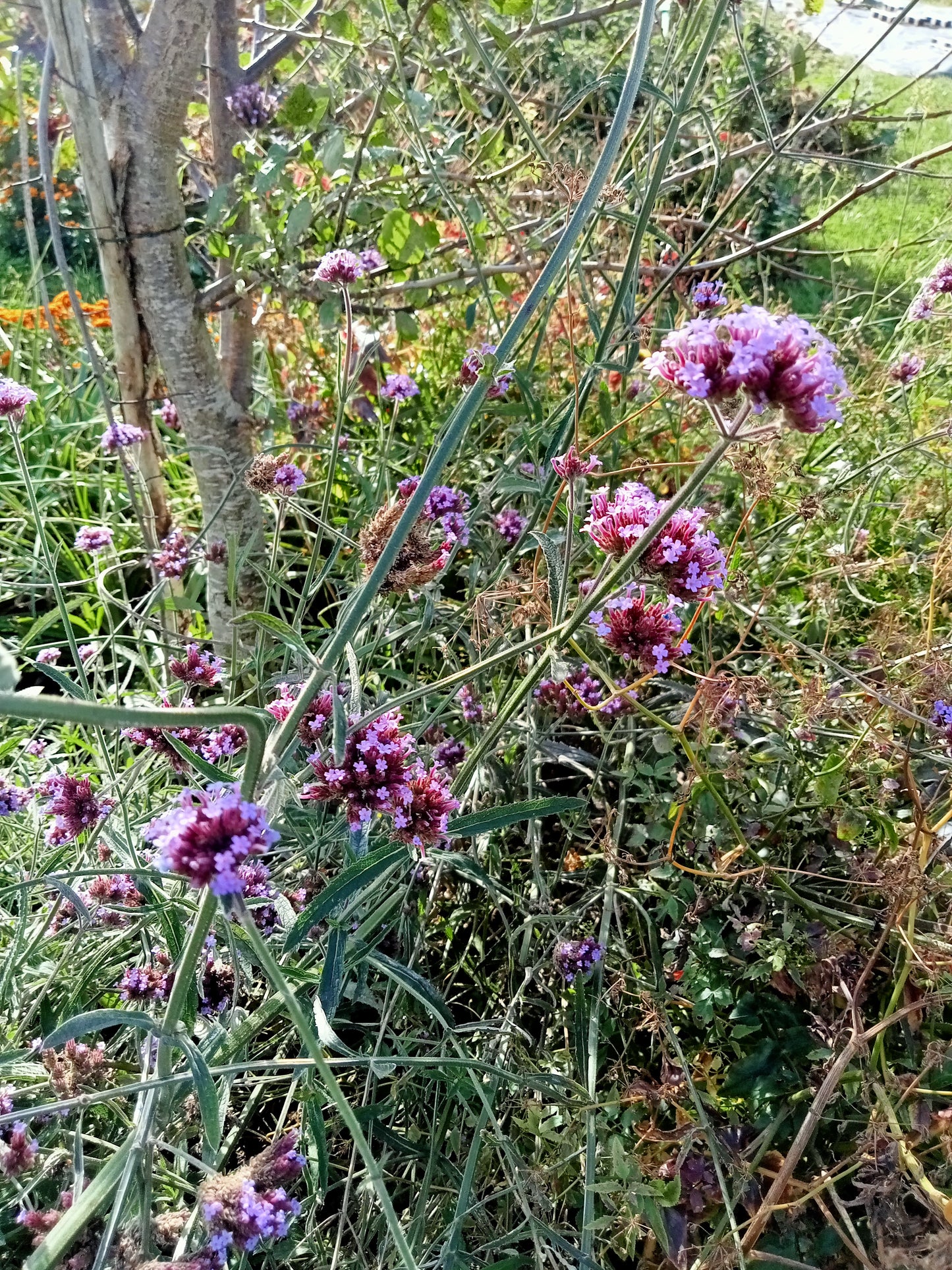 Verveine de Buenos Aires