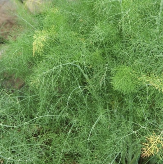 (Anethum graveolens) Annuelle, rustique aux magnifiques ombelles jaunes. Saveur anisée et très aromatique. La feuille se consomme crue comme condiment ou en tisane. Semis avril à juin