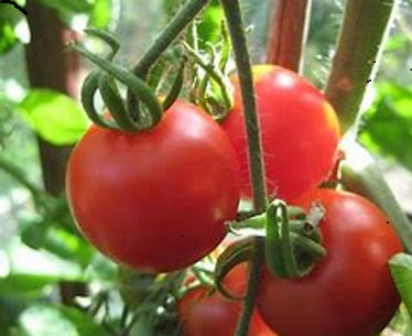 Tomate Bloody butcher