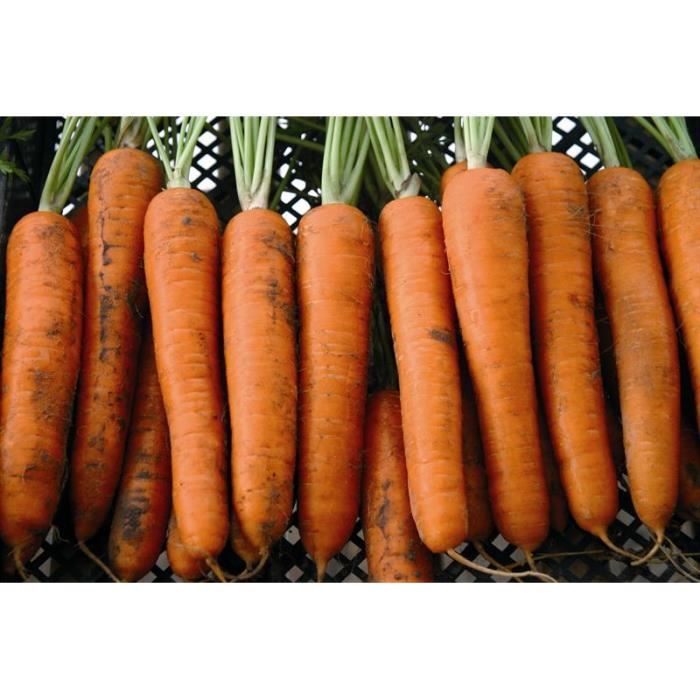 Carotte de Colmar à coeur rouge