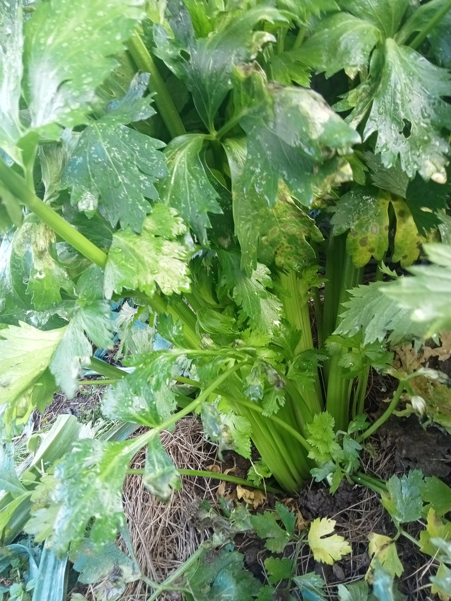 Céleri Branche vert d'Elne