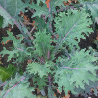 Chou Frisé Kale Rouge de Russie