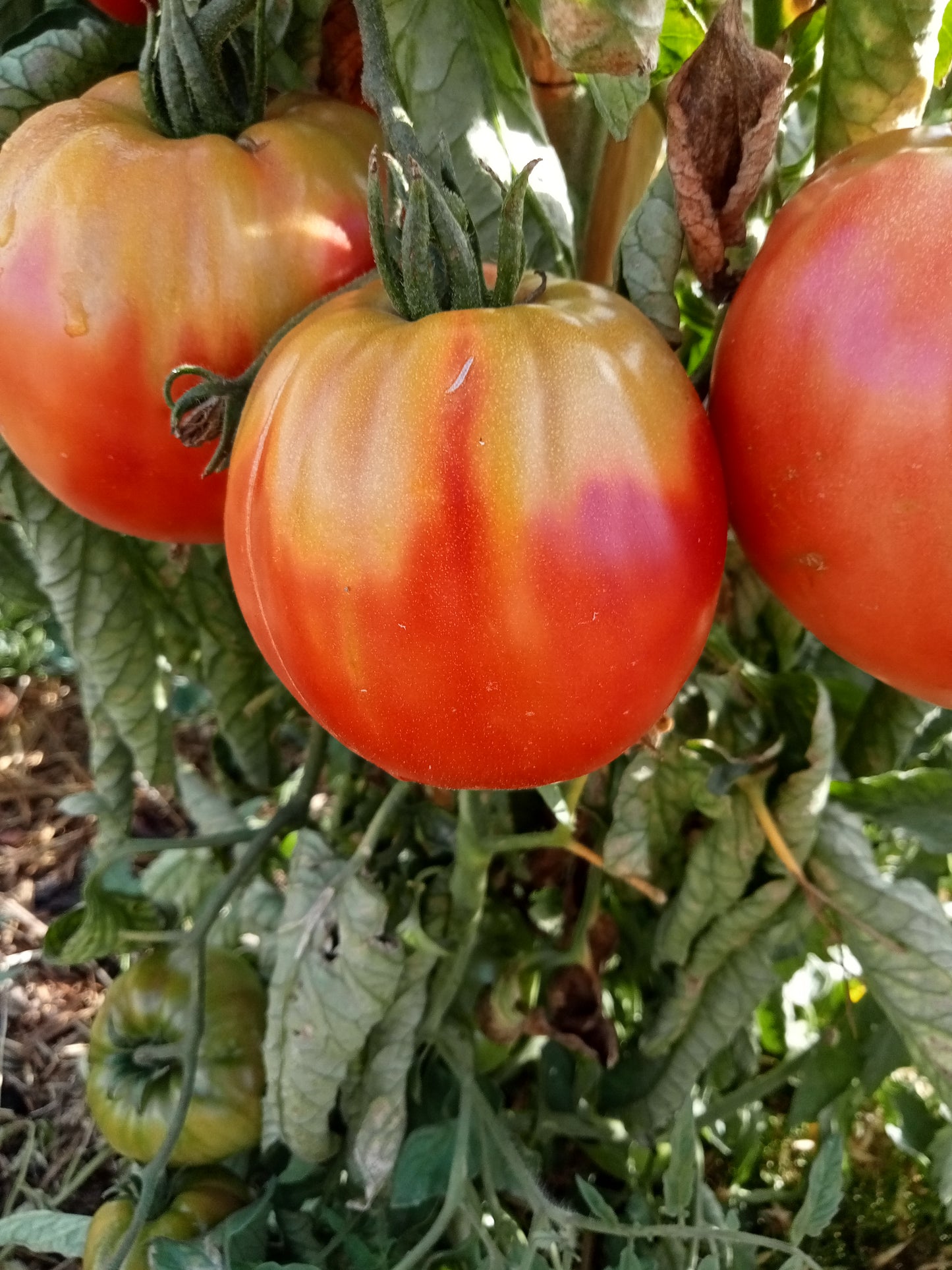 Tomate Anna Russian