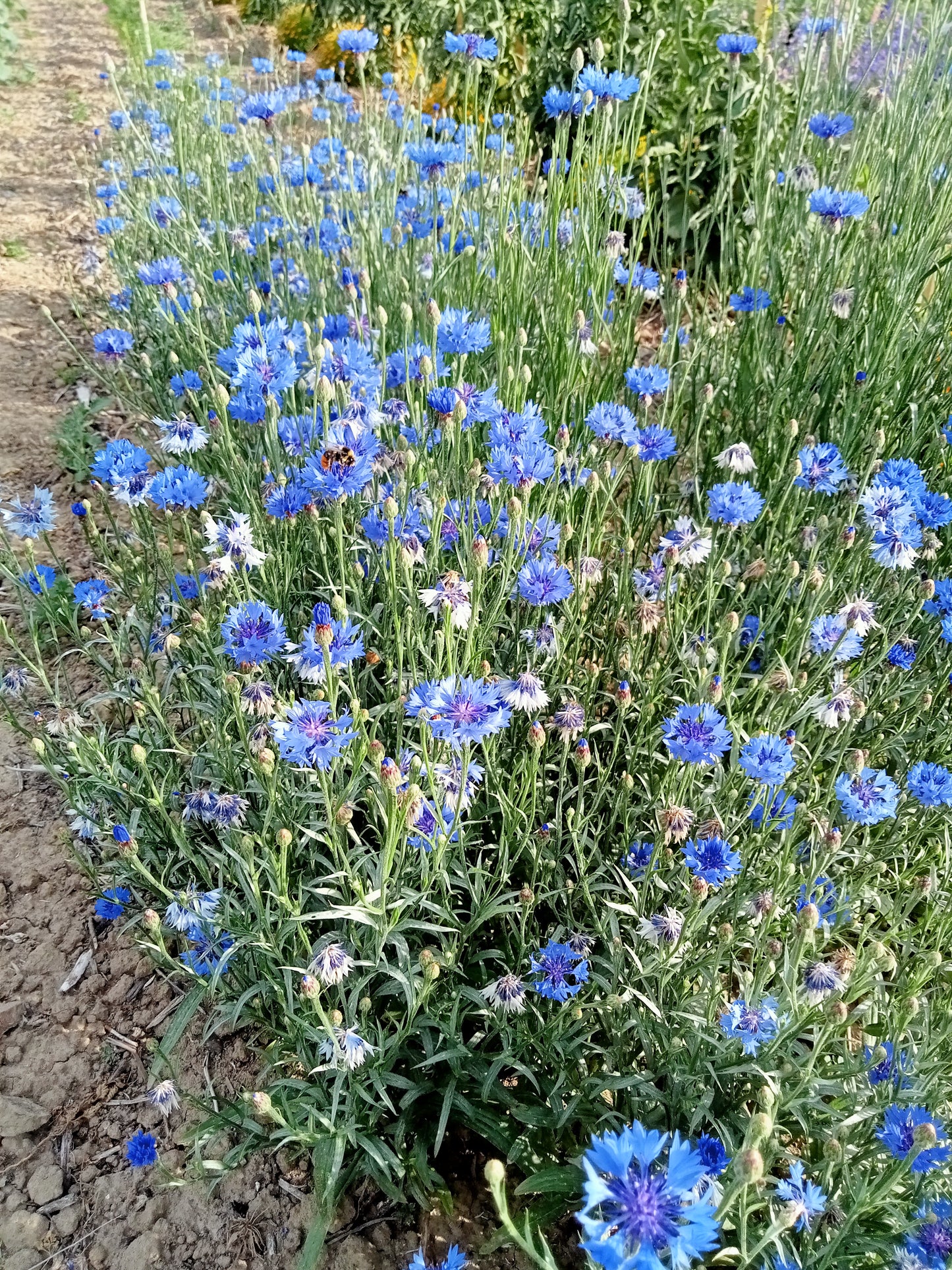 (Centaurea Cyanus) Plante au feuillage lancéolé vert grisâtre avec des tiges ramifiées portant des fleurs simples d'un bleu profond qui s'intègrent bien dans les bouquets champêtres. Floraison prolongée pendant tout l'été. Bonne plante compagne favorable pour son entourage, mellifère. Hauteur : 70 cm. Semis de mars à mai