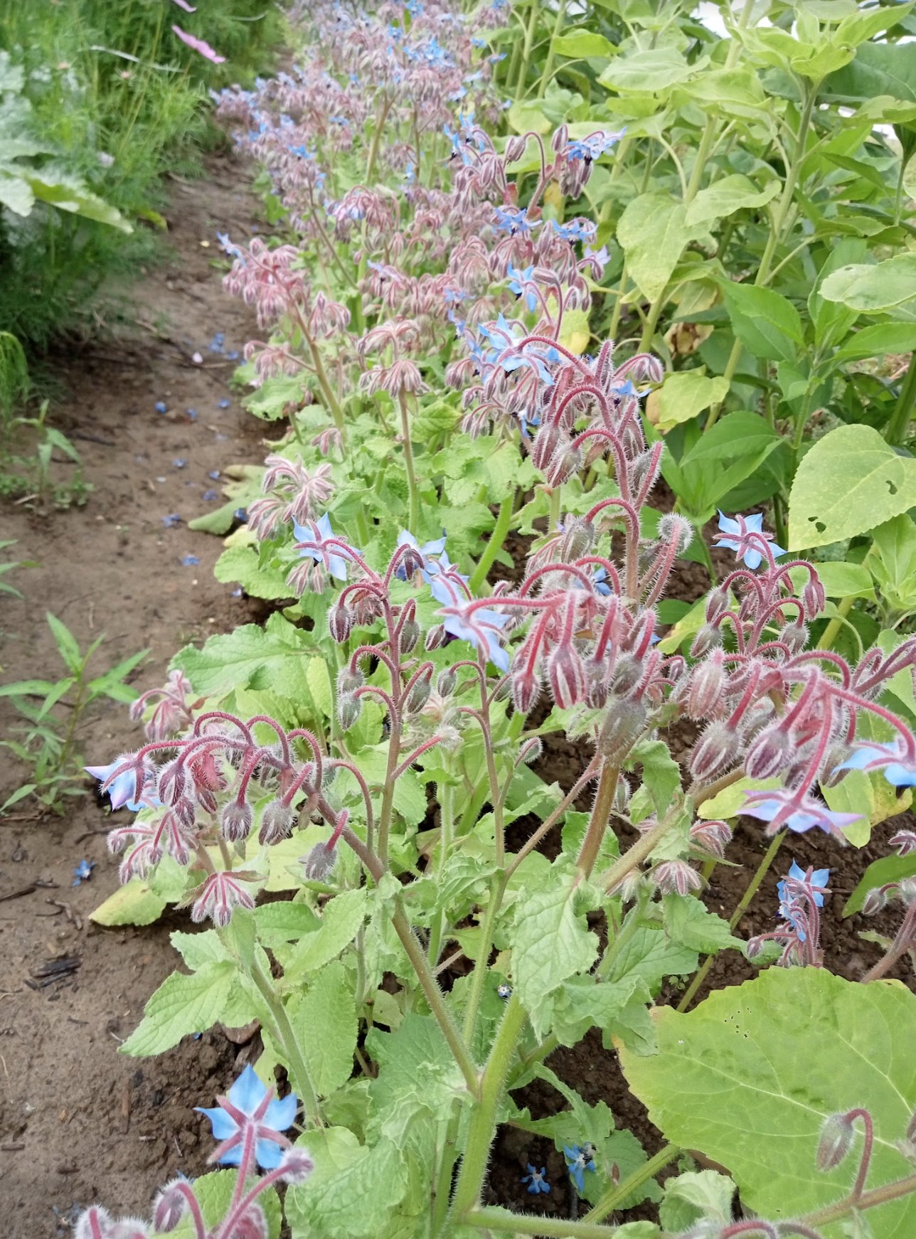 (Borago officinalis) Belle plante à fleurs bleues très mellifères et comestibles. Décore joliment vos salades. Les jeunes feuilles peuvent être consommées en salade ou en potage. Se ressème facilement. Plante dépurative et diurétique... Hauteur : 80 cm Semis mars à juin